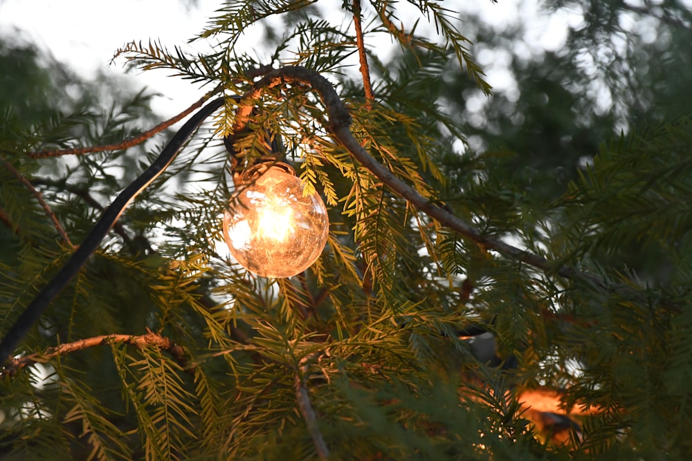 a light bulb hanging from a tree branch