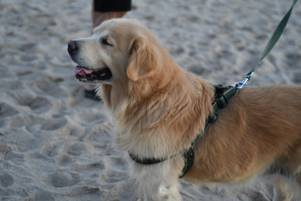 a dog with a leash on standing in the sand