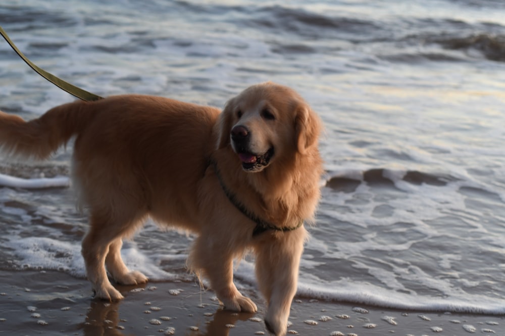 a golden retriever on a leash on the beach