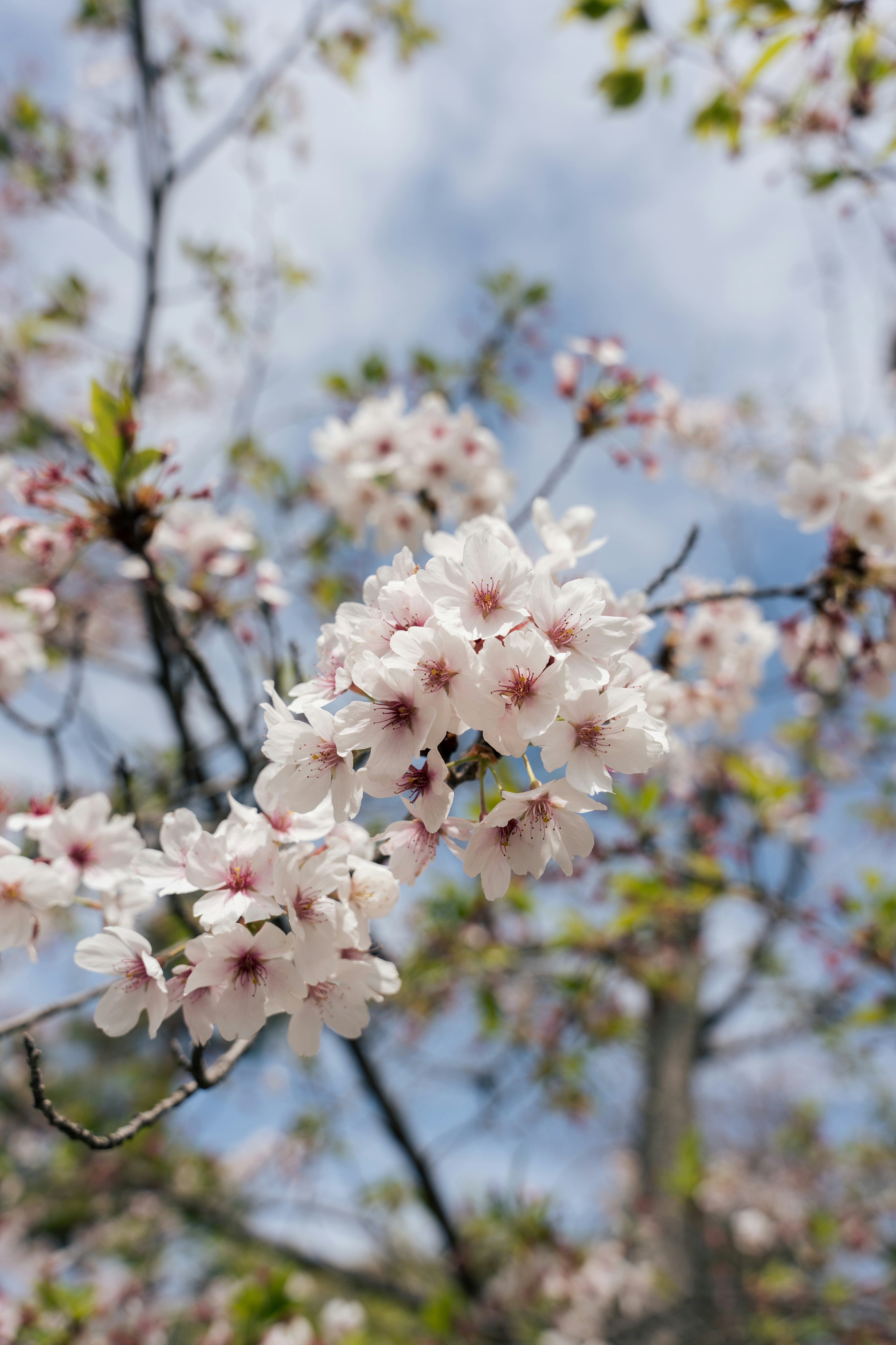 a branch of a tree with white and pink flowers