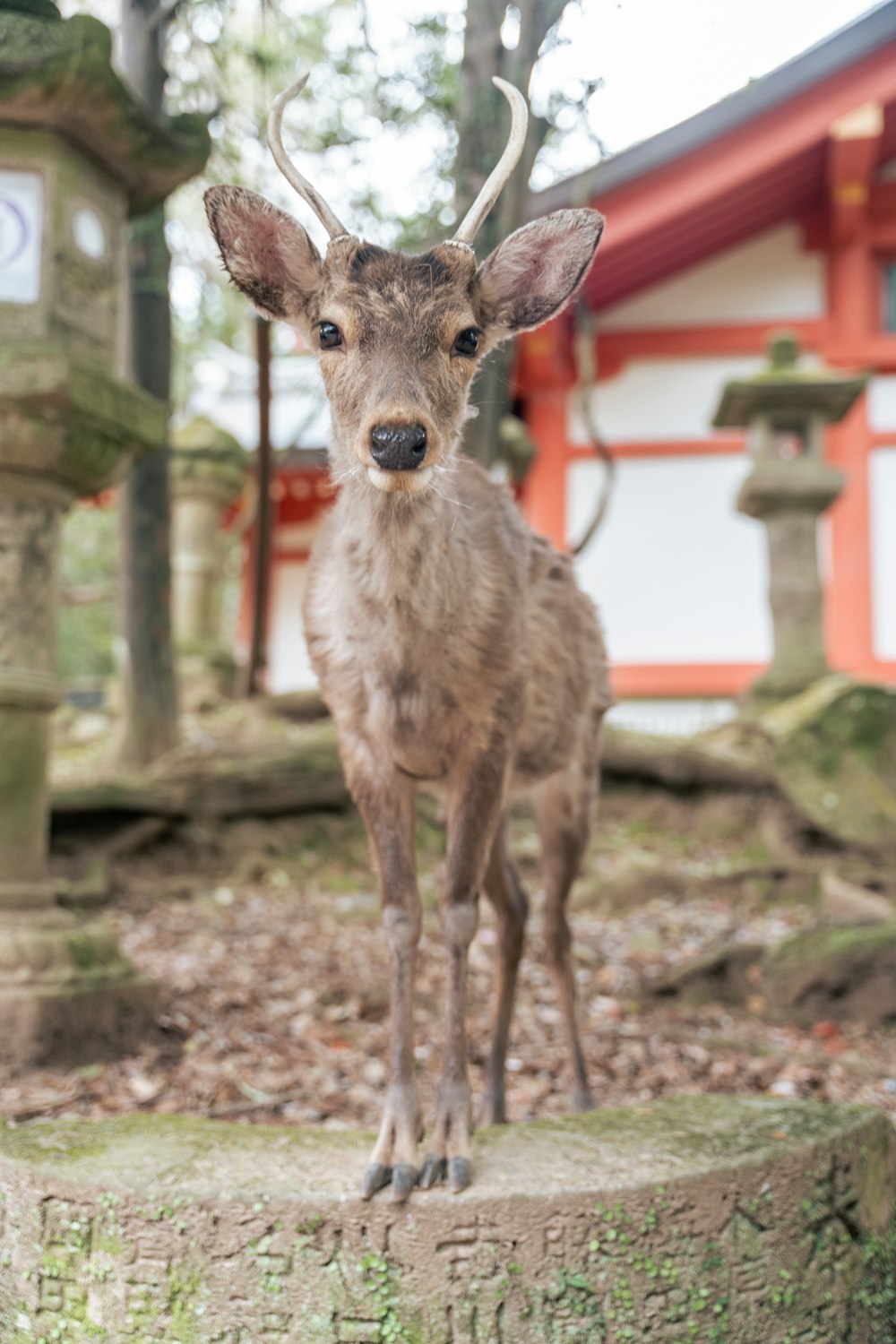 a deer standing on top of a cement slab