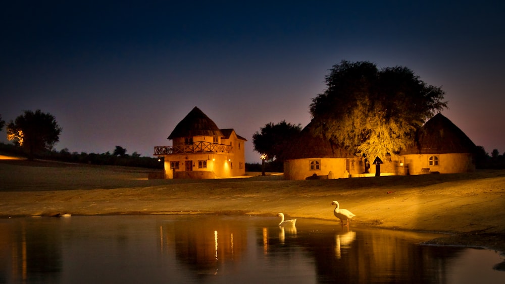 a couple of white birds standing on top of a lake