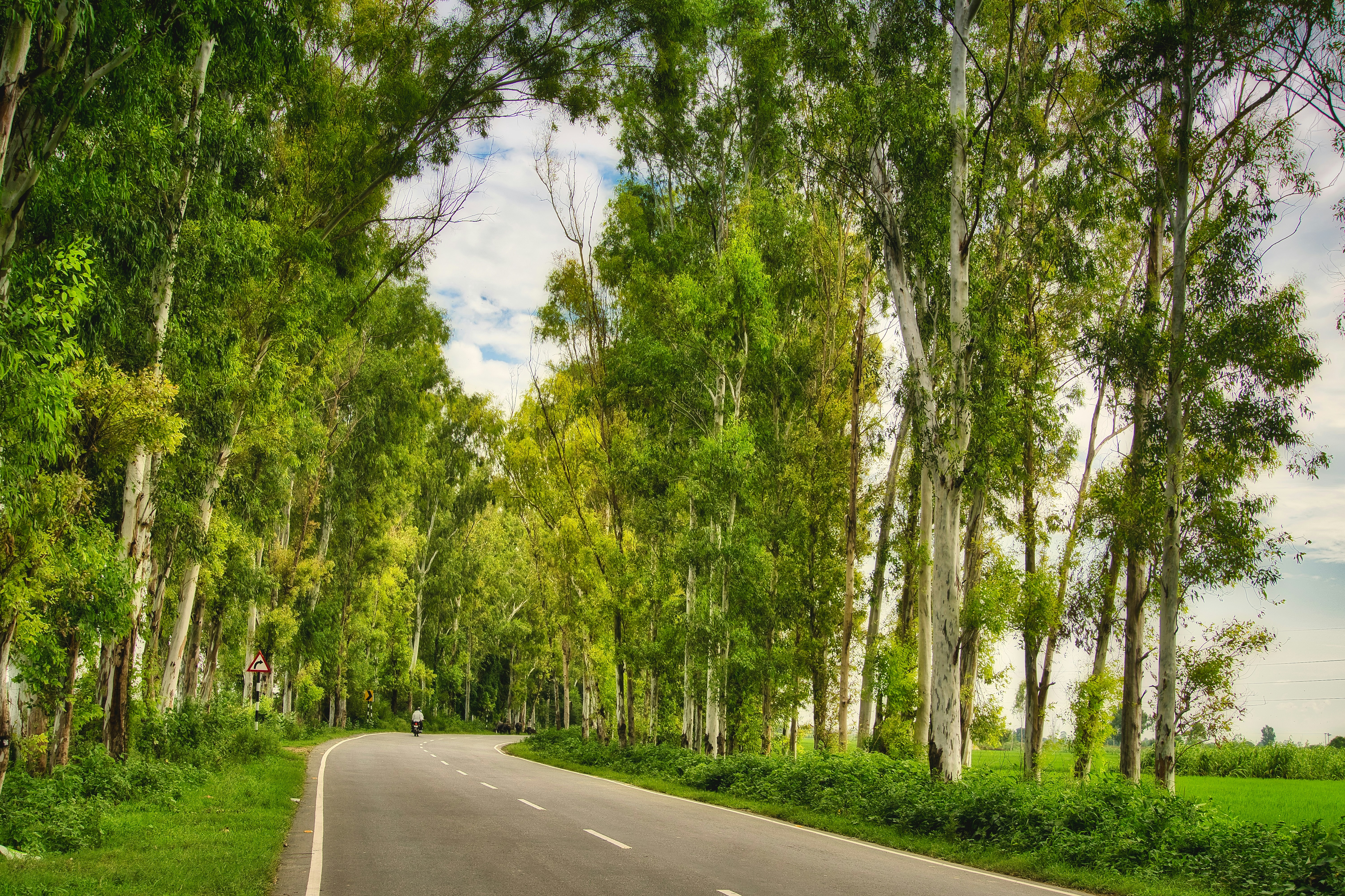 an empty road surrounded by trees and grass