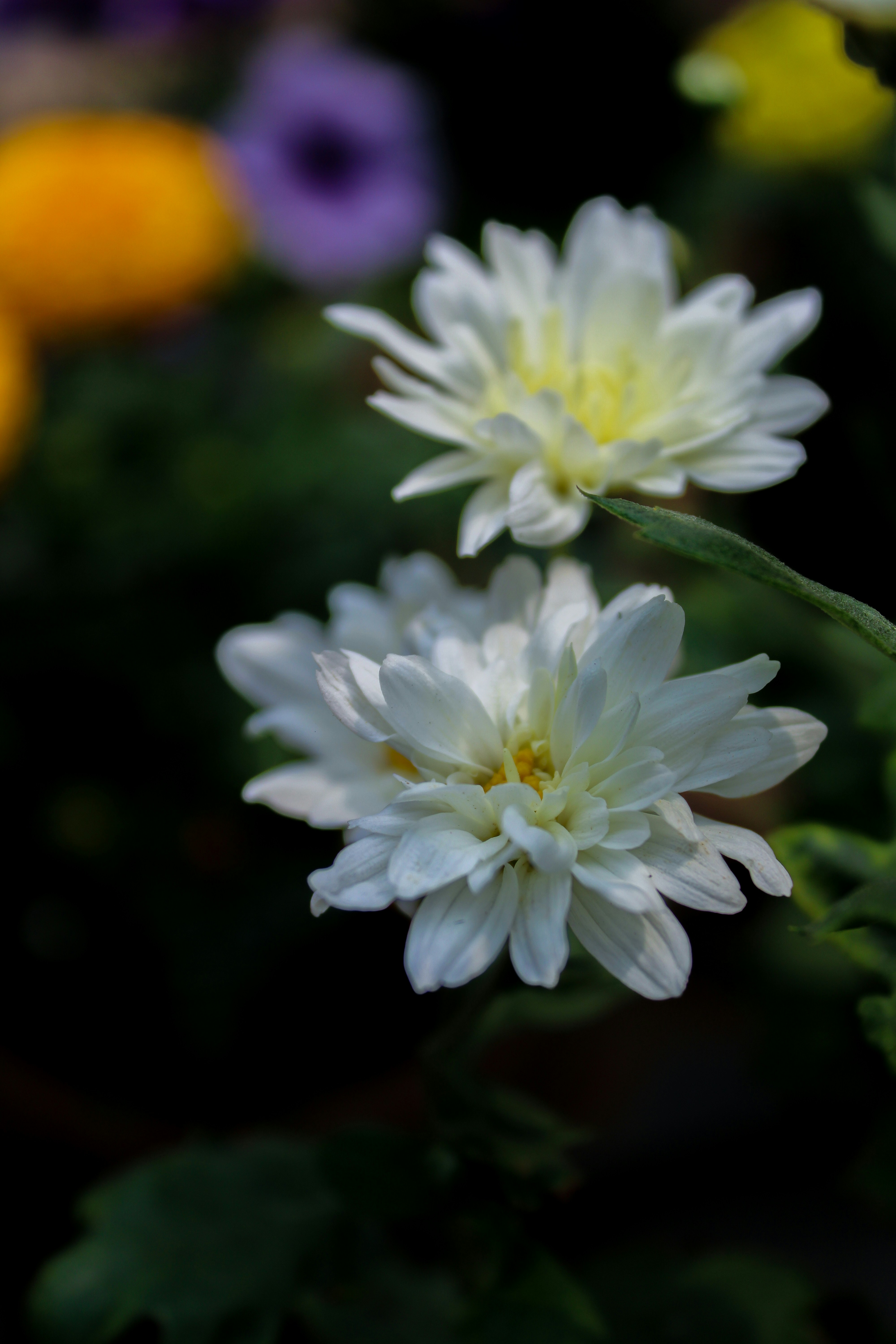 Photo by neelmoon1314