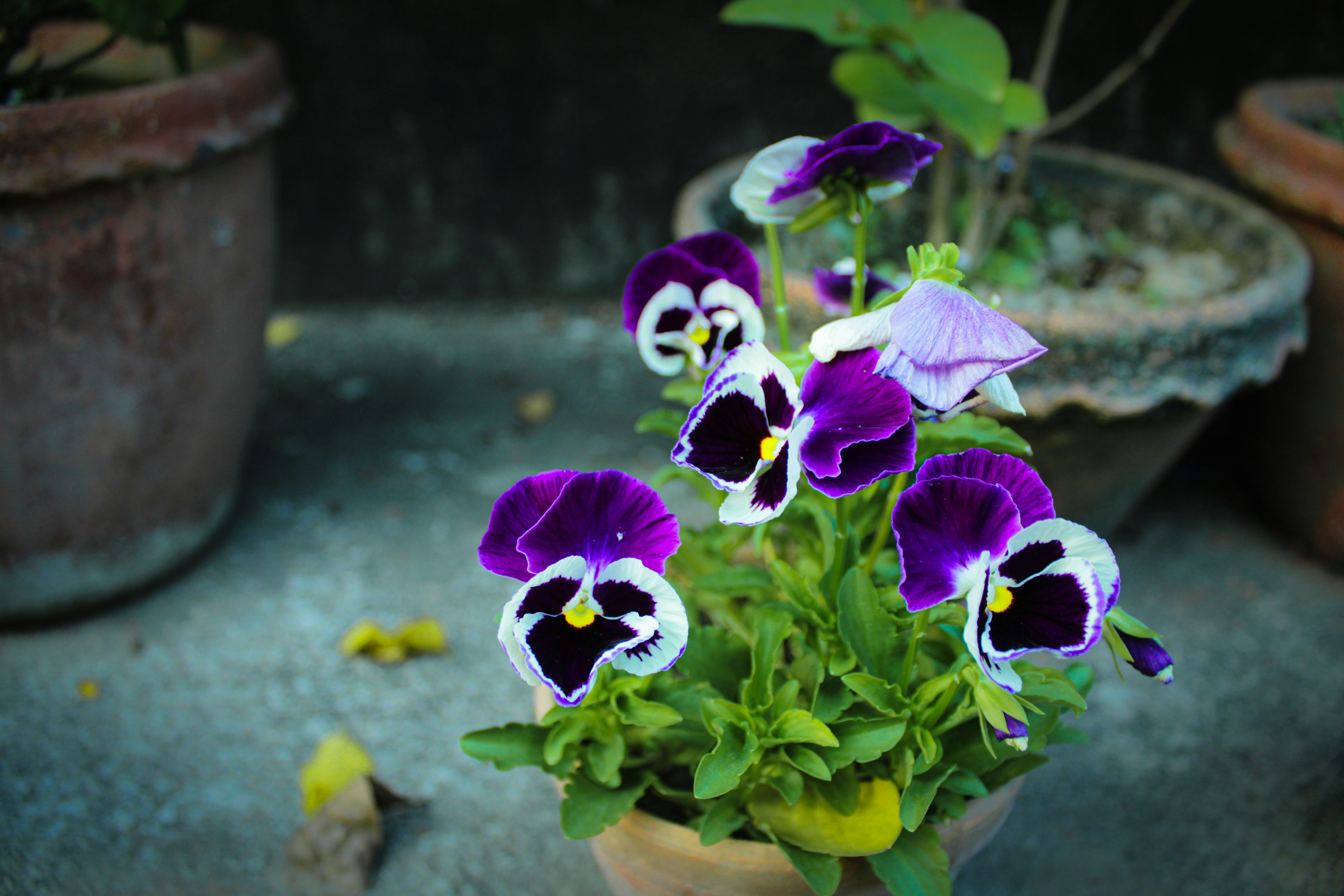 Photo by neelmoon1314