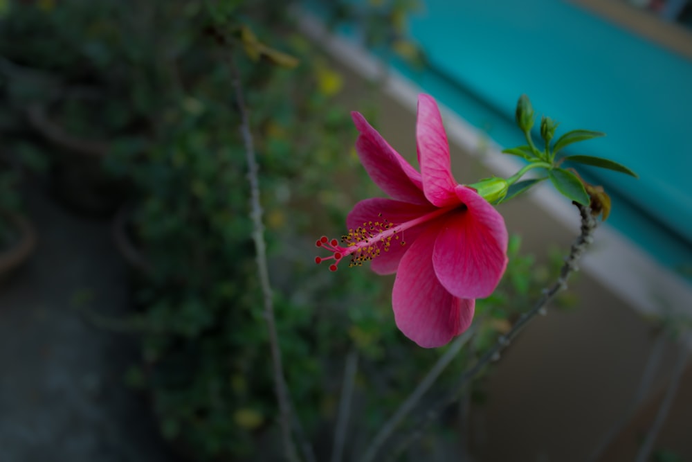 a pink flower with a green stem in front of a pool