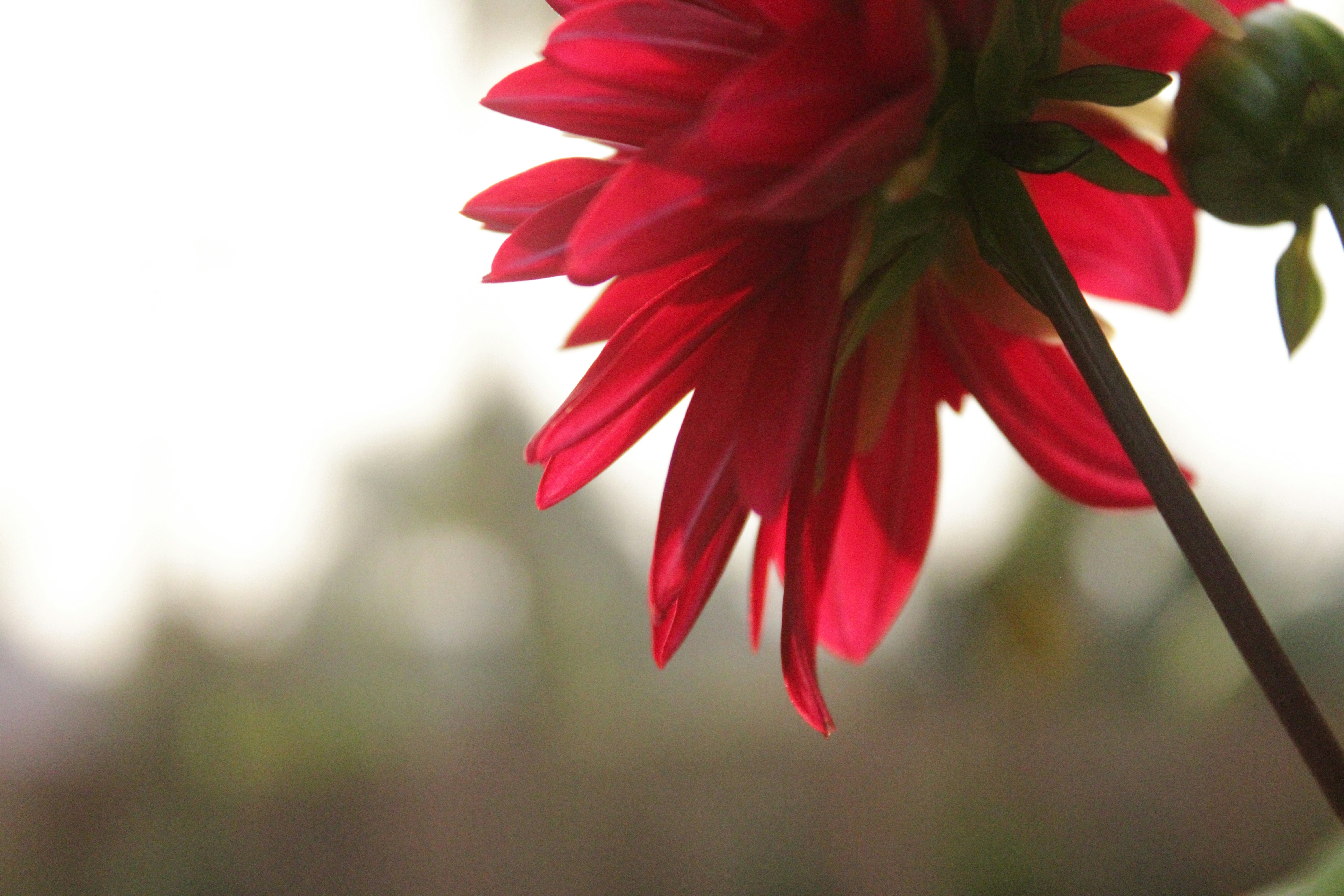 Photo by neelmoon1314