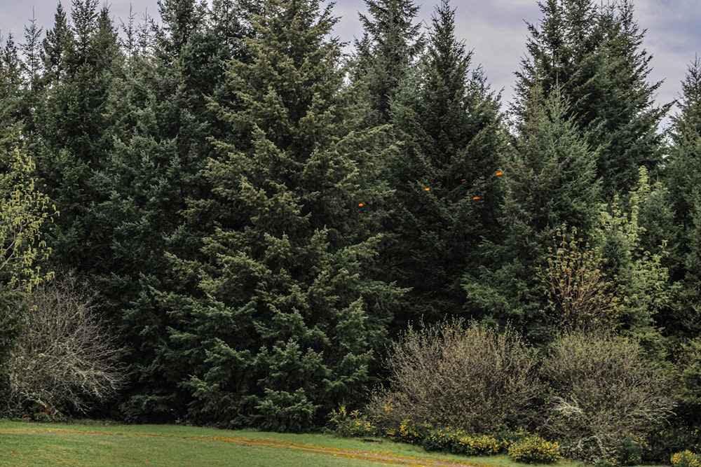 a group of trees that are next to each other