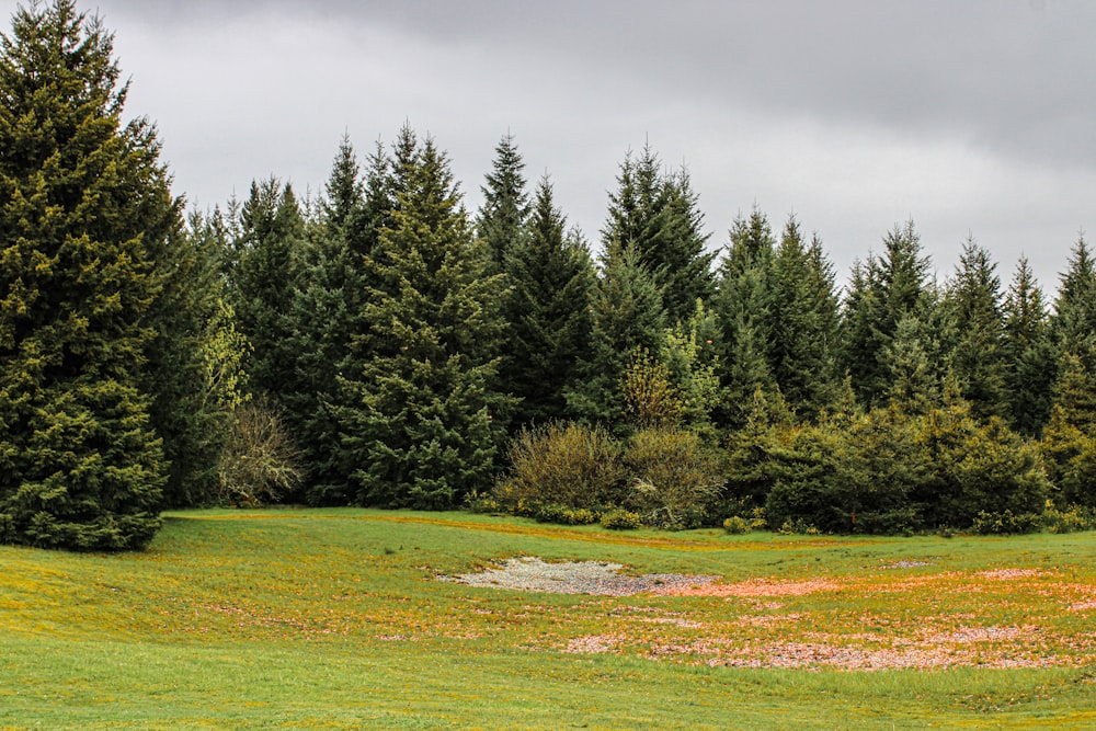 a green field with trees in the background