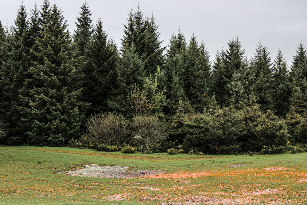 a field with trees in the background