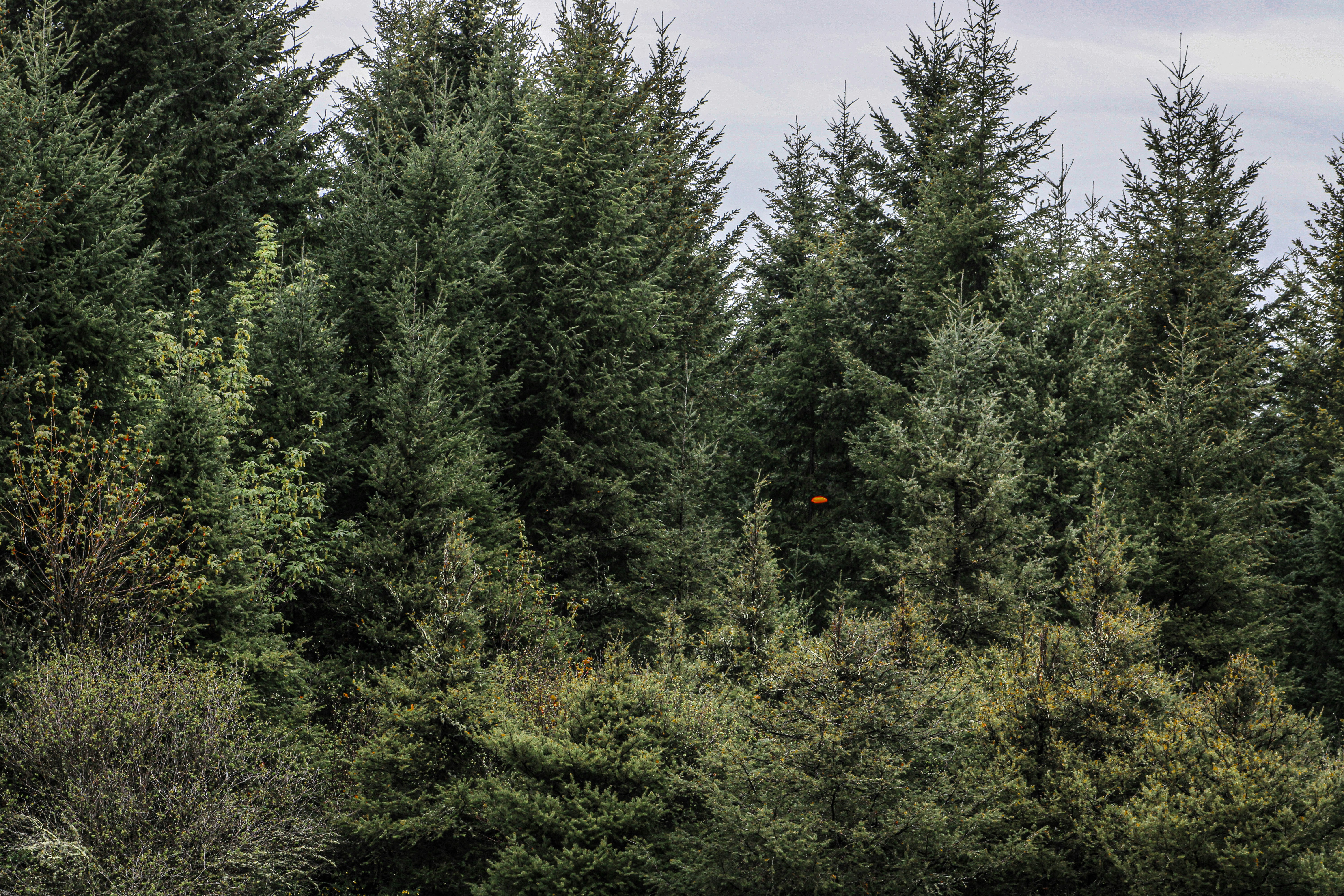 a forest filled with lots of tall green trees
