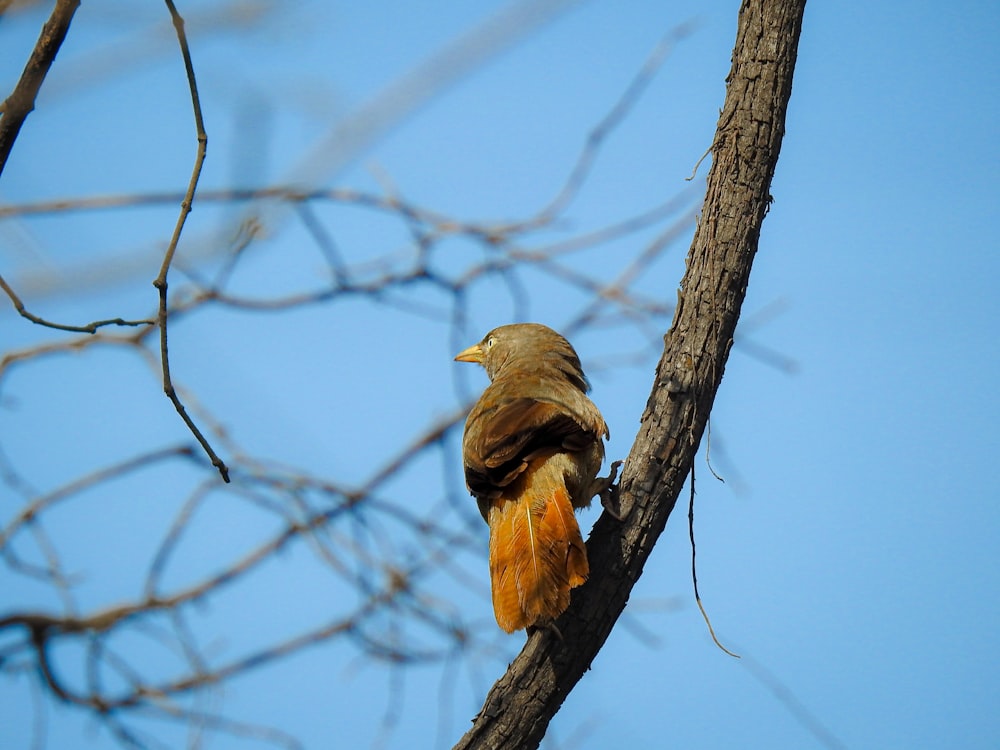 a bird sitting on a branch of a tree