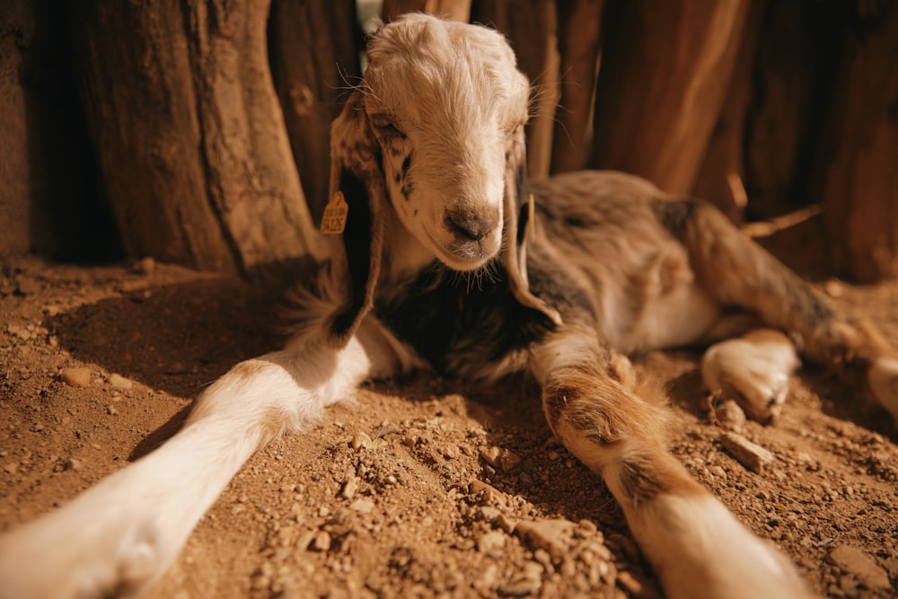 a goat laying on the ground next to a tree