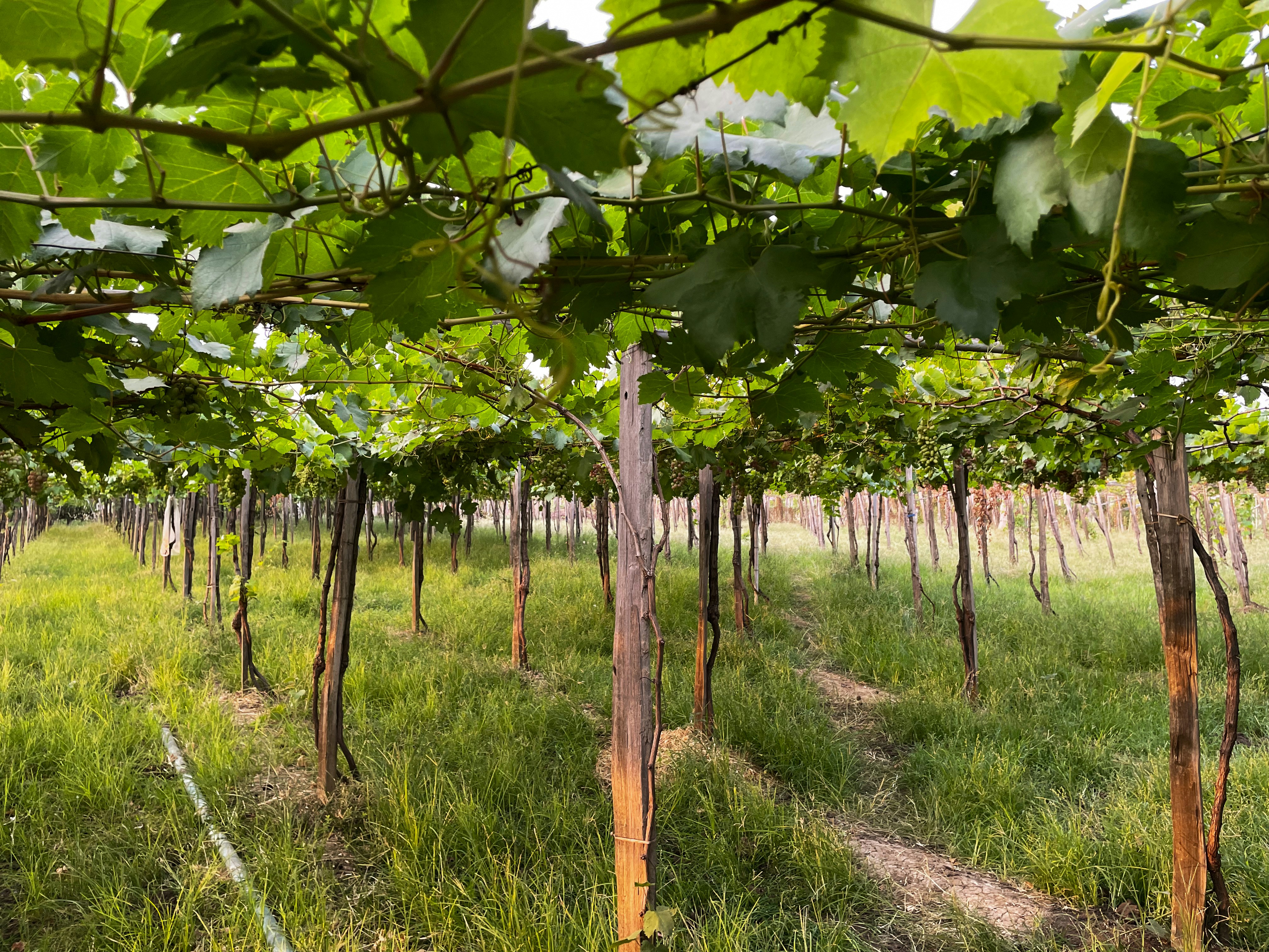 Photo by pineapplexpizza