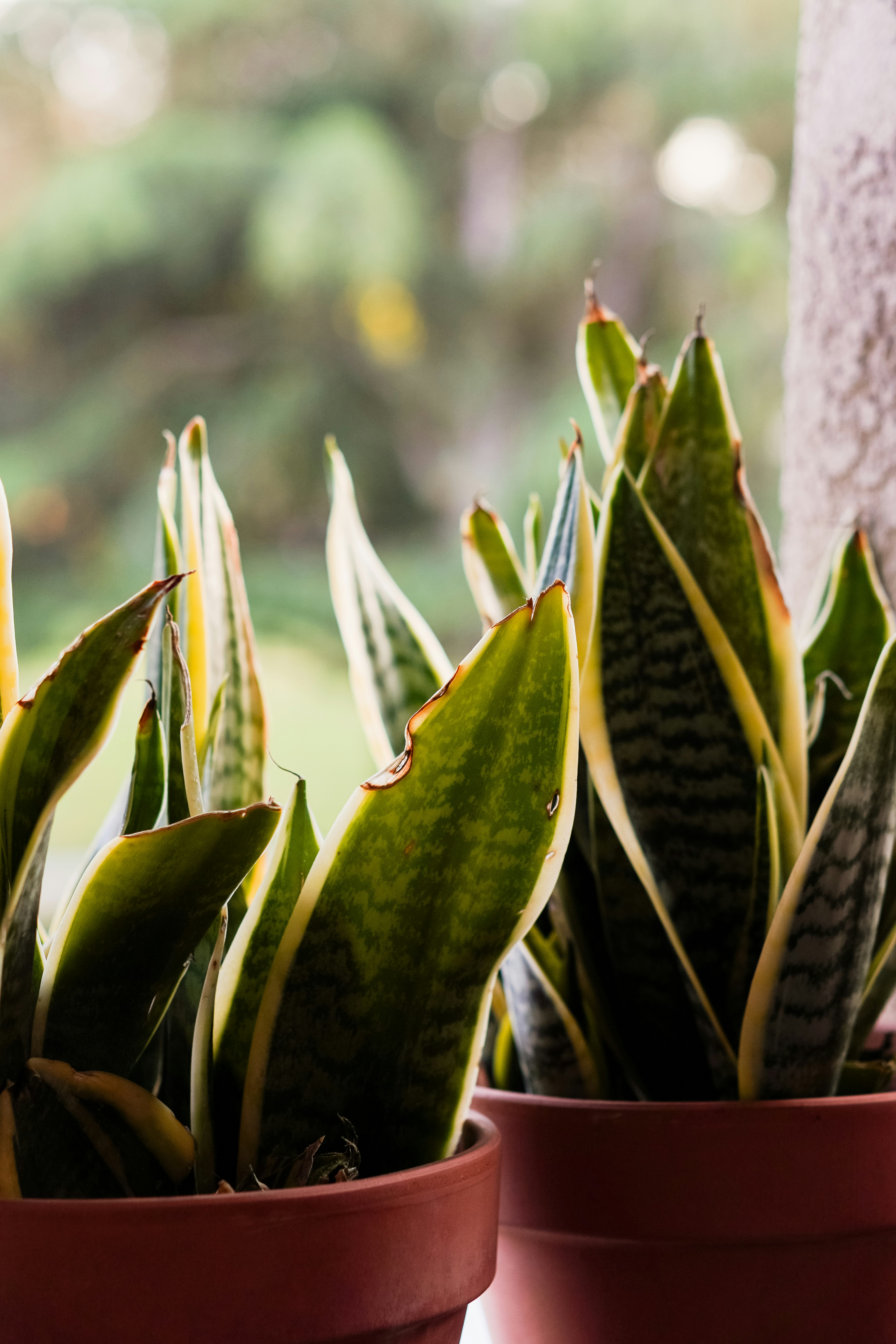 indoor plants summer