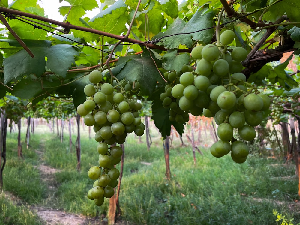 a bunch of grapes hanging from a vine in a vineyard