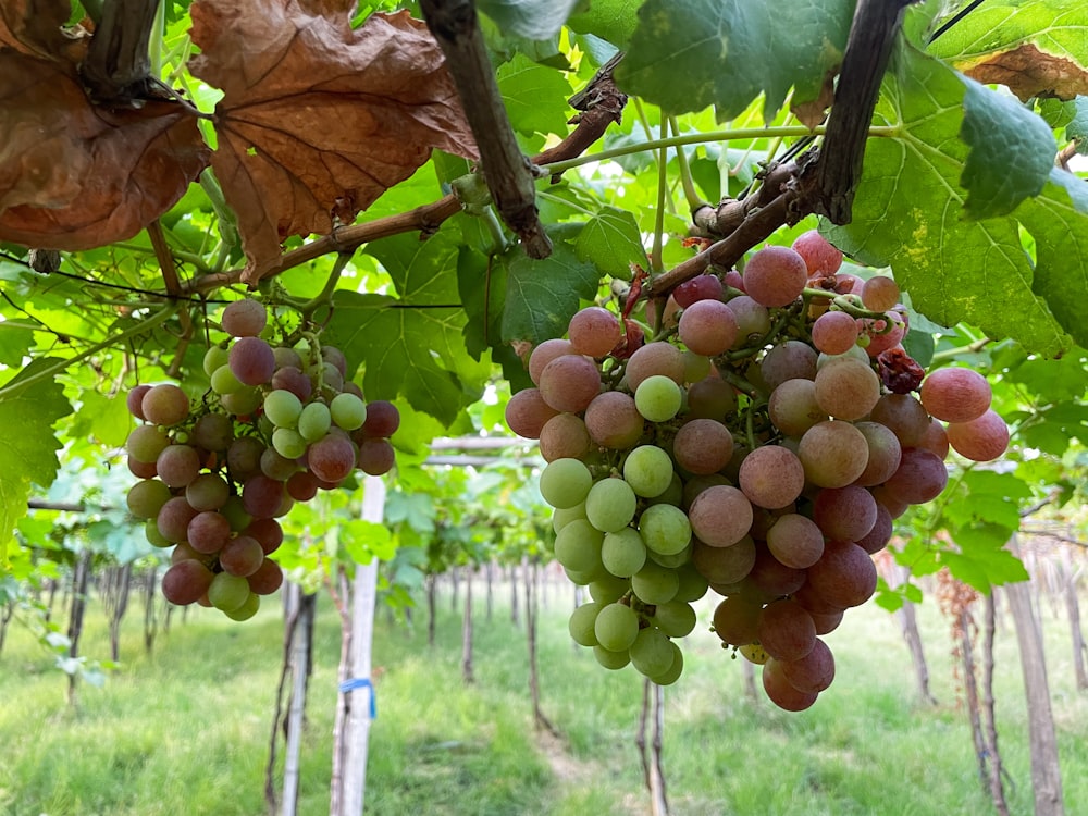 a bunch of grapes hanging from a vine in a vineyard