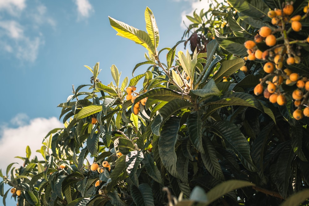 a tree filled with lots of oranges under a blue sky