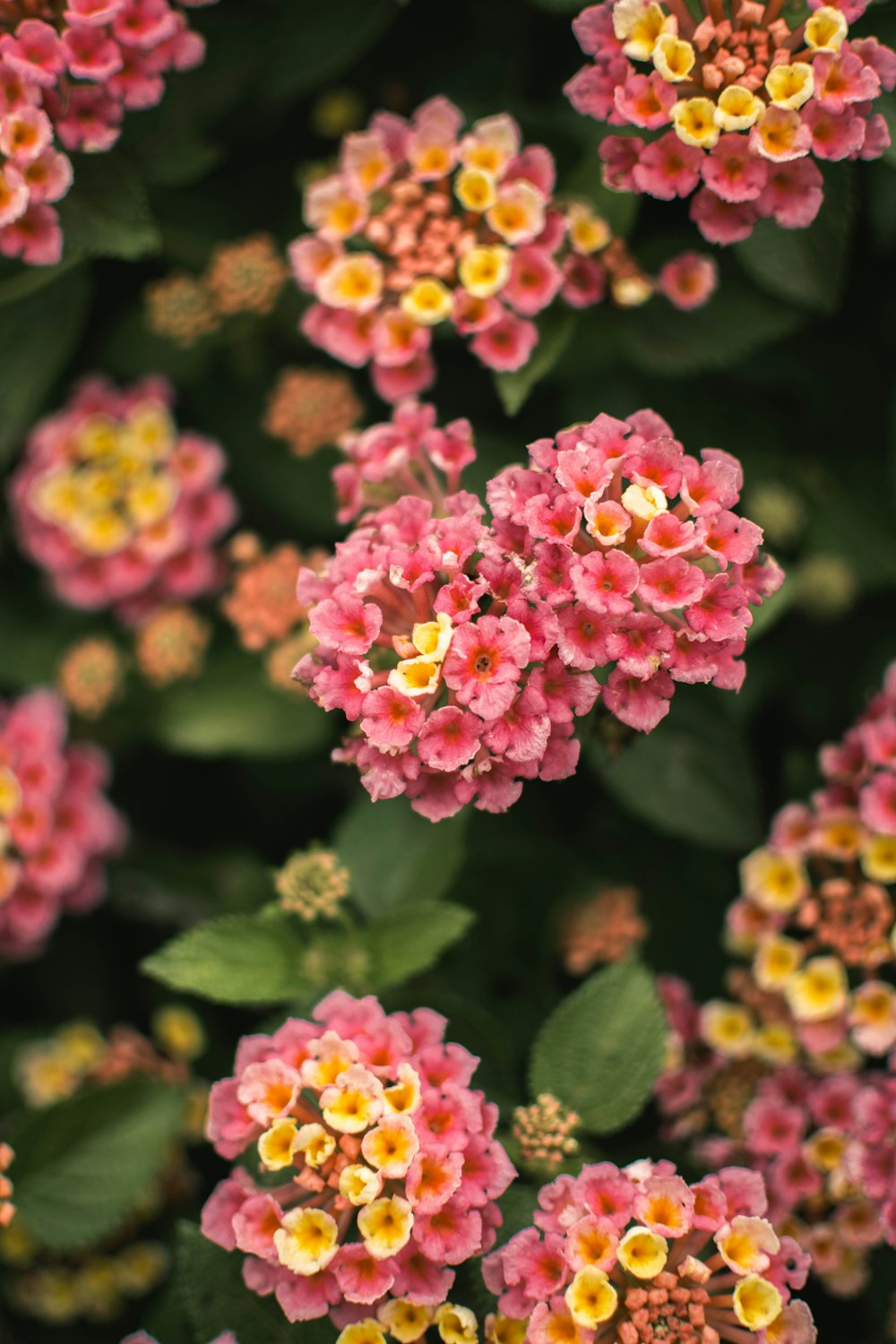 a group of pink and yellow flowers with green leaves