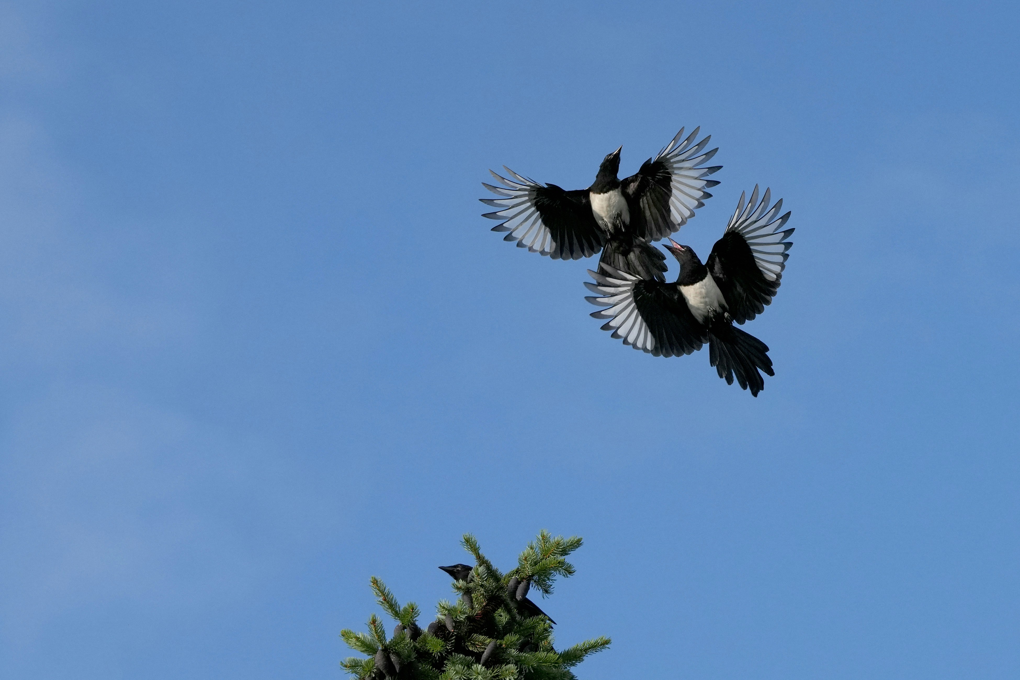 photo 1714632426241 85ef3edc9d6e?crop=entropy&cs=srgb&fm=jpg&ixid=M3wxOTg1NDZ8MHwxfHNlYXJjaHw2fHxnZW1laW5zYW18ZW58MHx8fHwxNzI1NjU3MTM3fDA&ixlib=rb 4.0