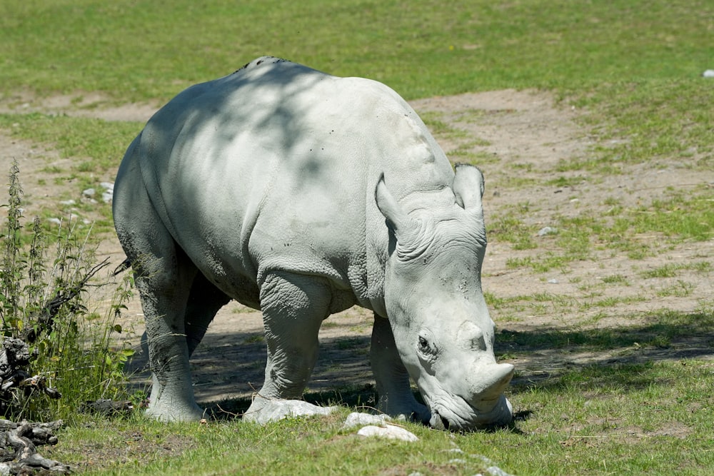 a white rhino standing on top of a lush green field