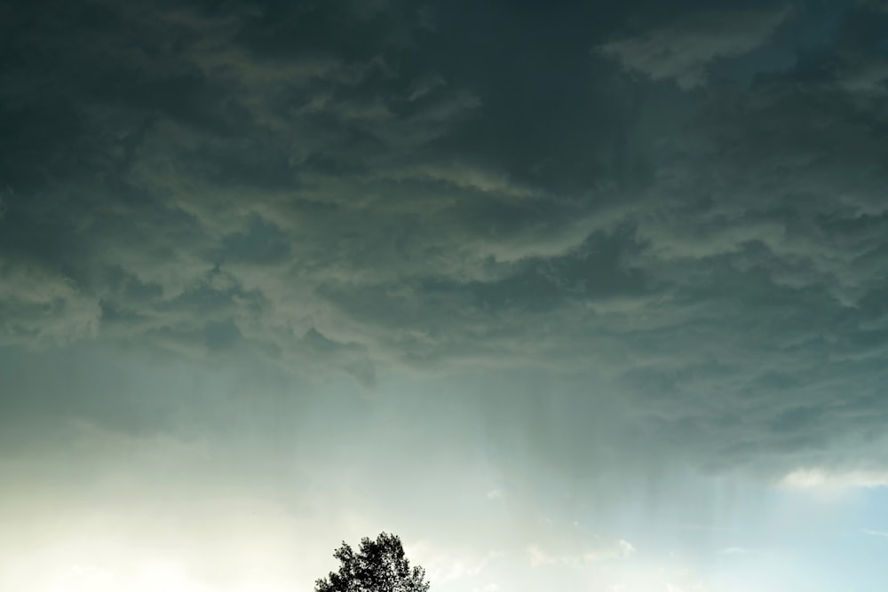 un árbol solitario en un campo bajo un cielo nublado