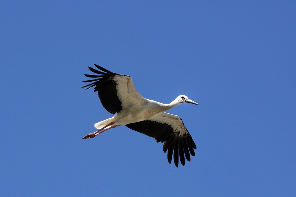 a large white bird flying through a blue sky