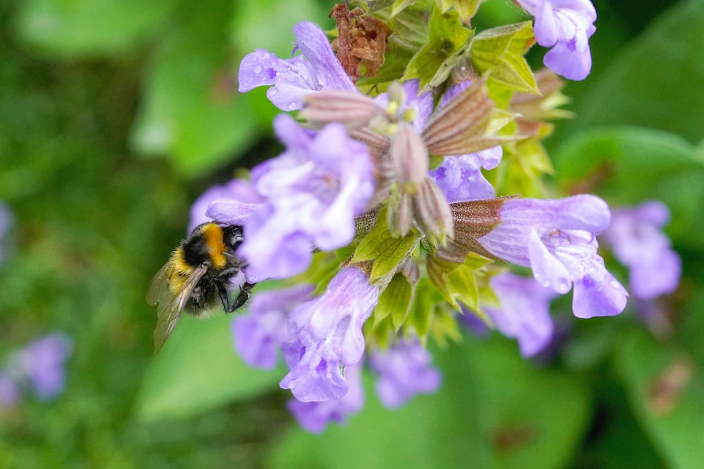 un gros plan d’une fleur avec une abeille dessus