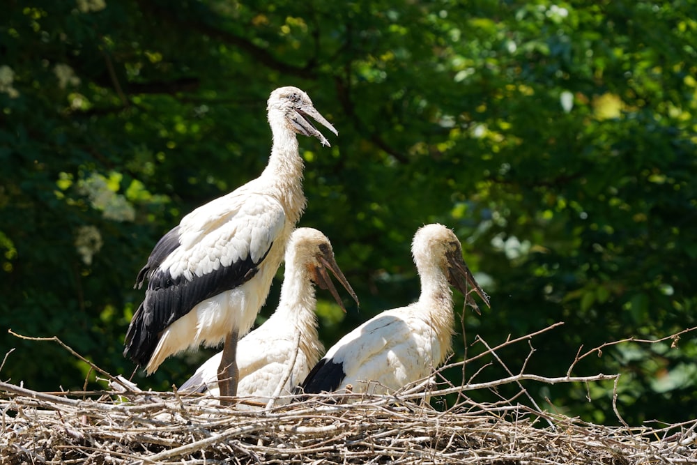 a group of birds standing on top of a nest