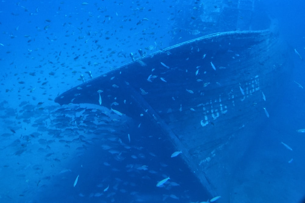 a boat in the water with a lot of fish around it