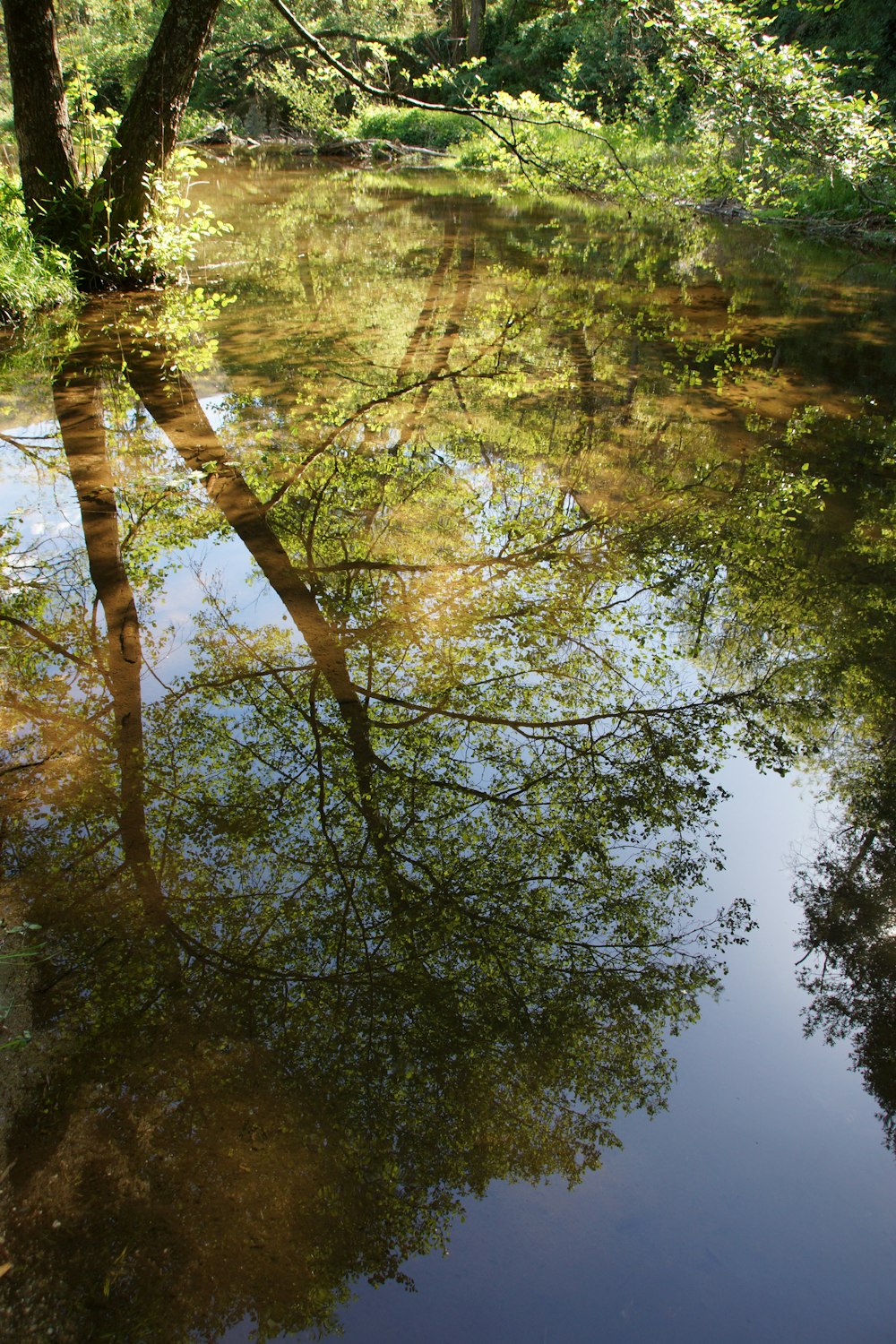 un río con árboles reflejados en el agua