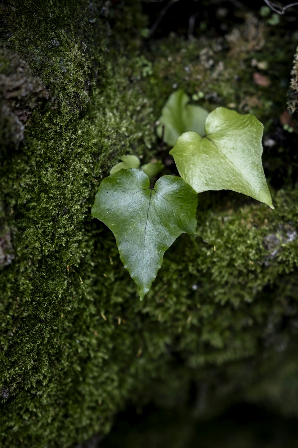 una hoja verde crece en una pared cubierta de musgo