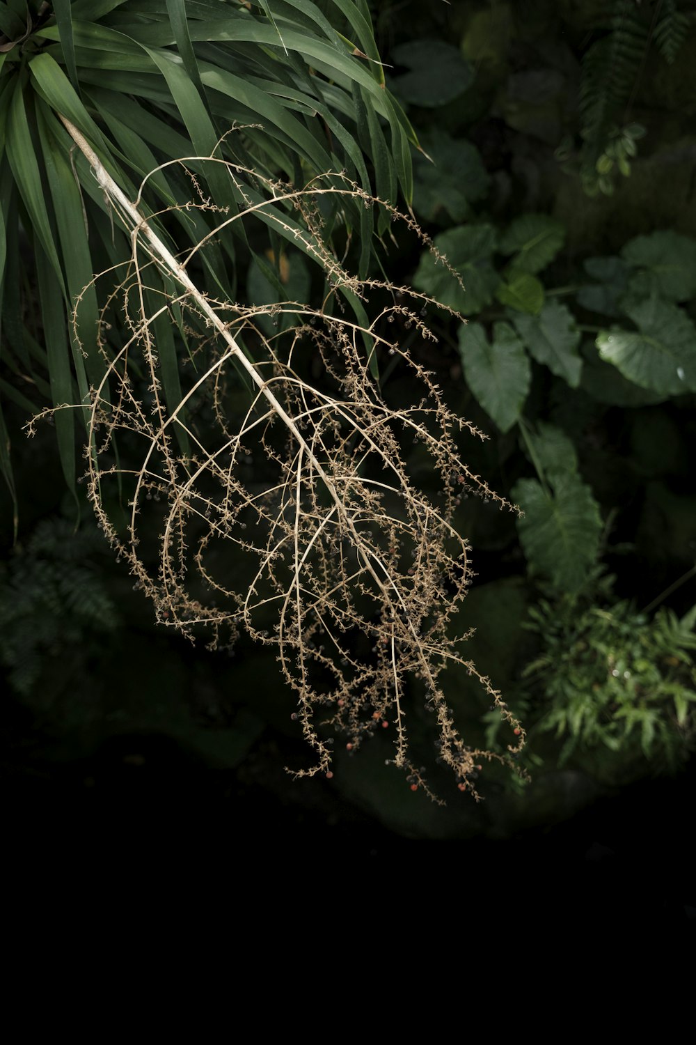 a close up of a plant with lots of leaves