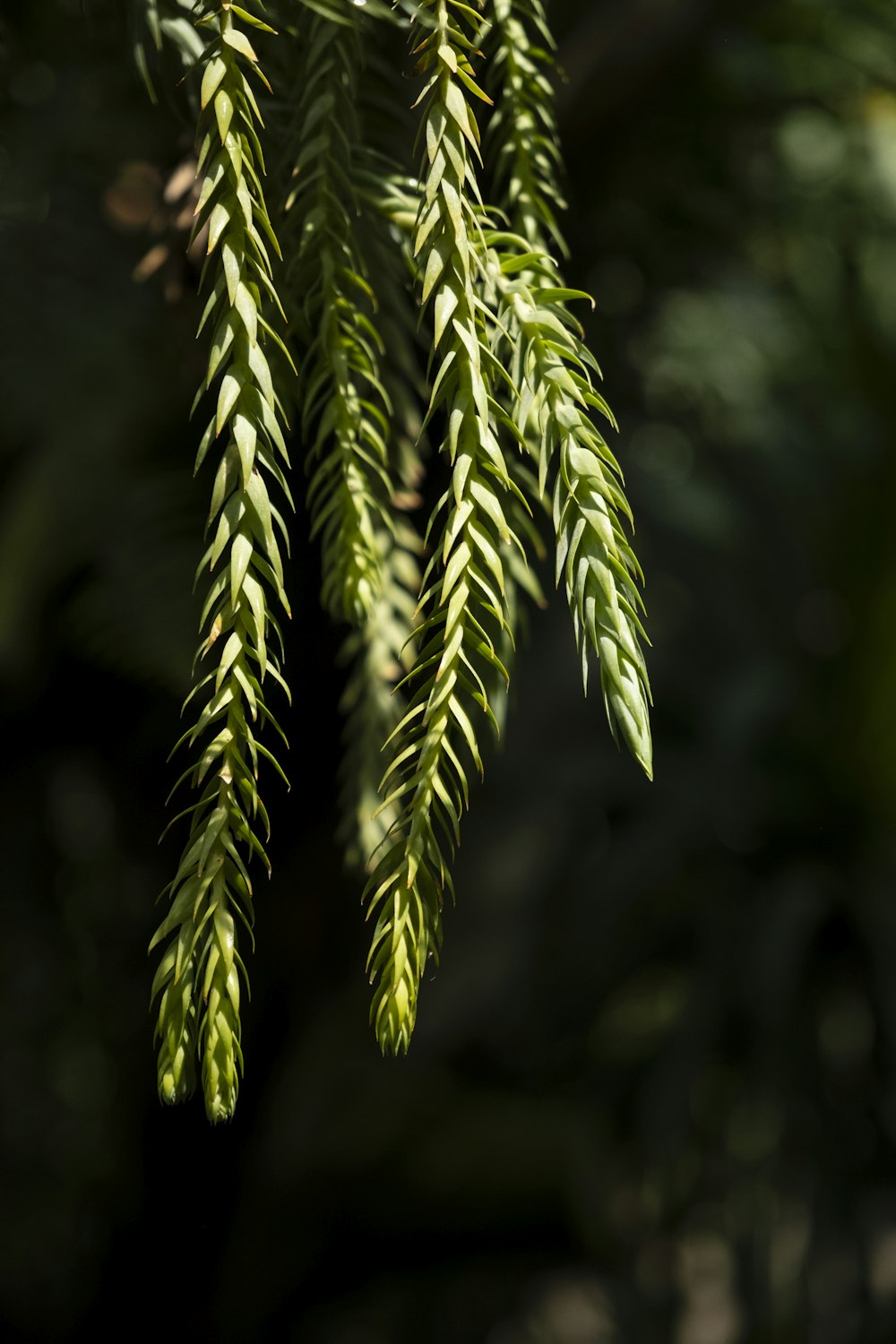 a close up of a tree branch with leaves