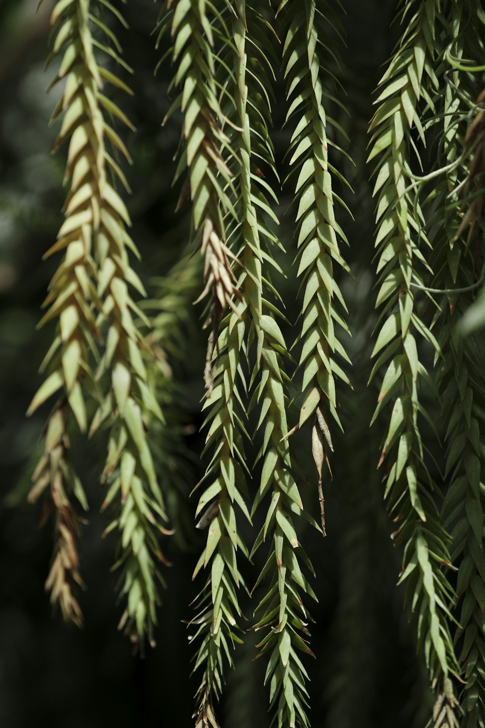 a bunch of green leaves hanging from a tree