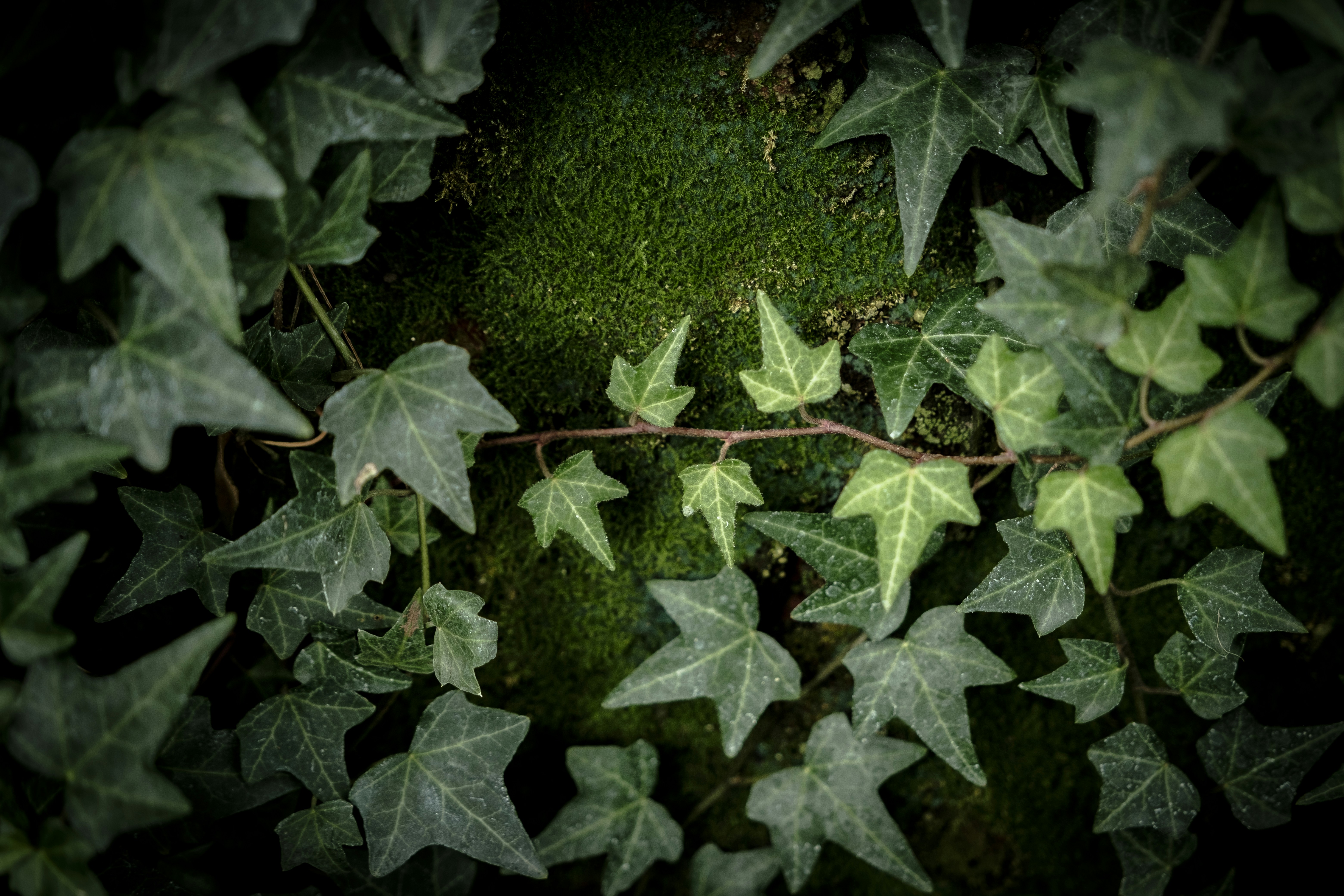 a close up of a plant with leaves on it