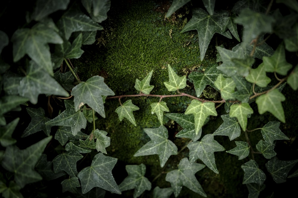 a close up of a plant with leaves on it