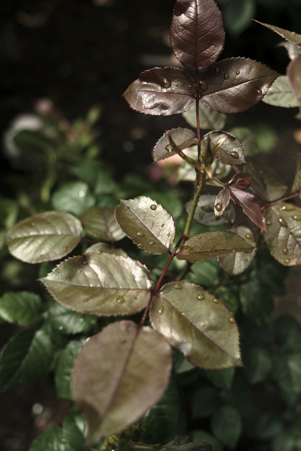 a close up of a leafy plant with water droplets on it