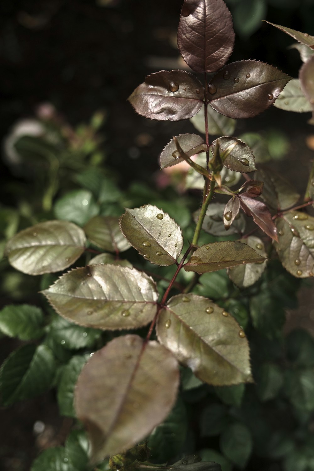 물방울이 있는 잎이 무성한 식물의 클로즈업