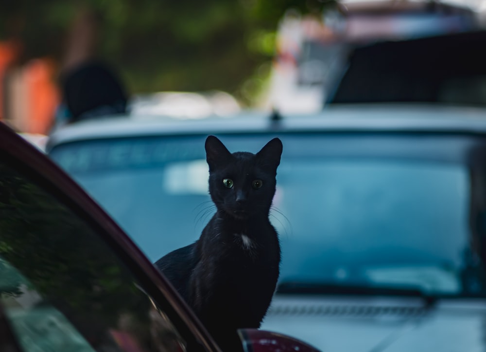 a black cat sitting on the hood of a car
