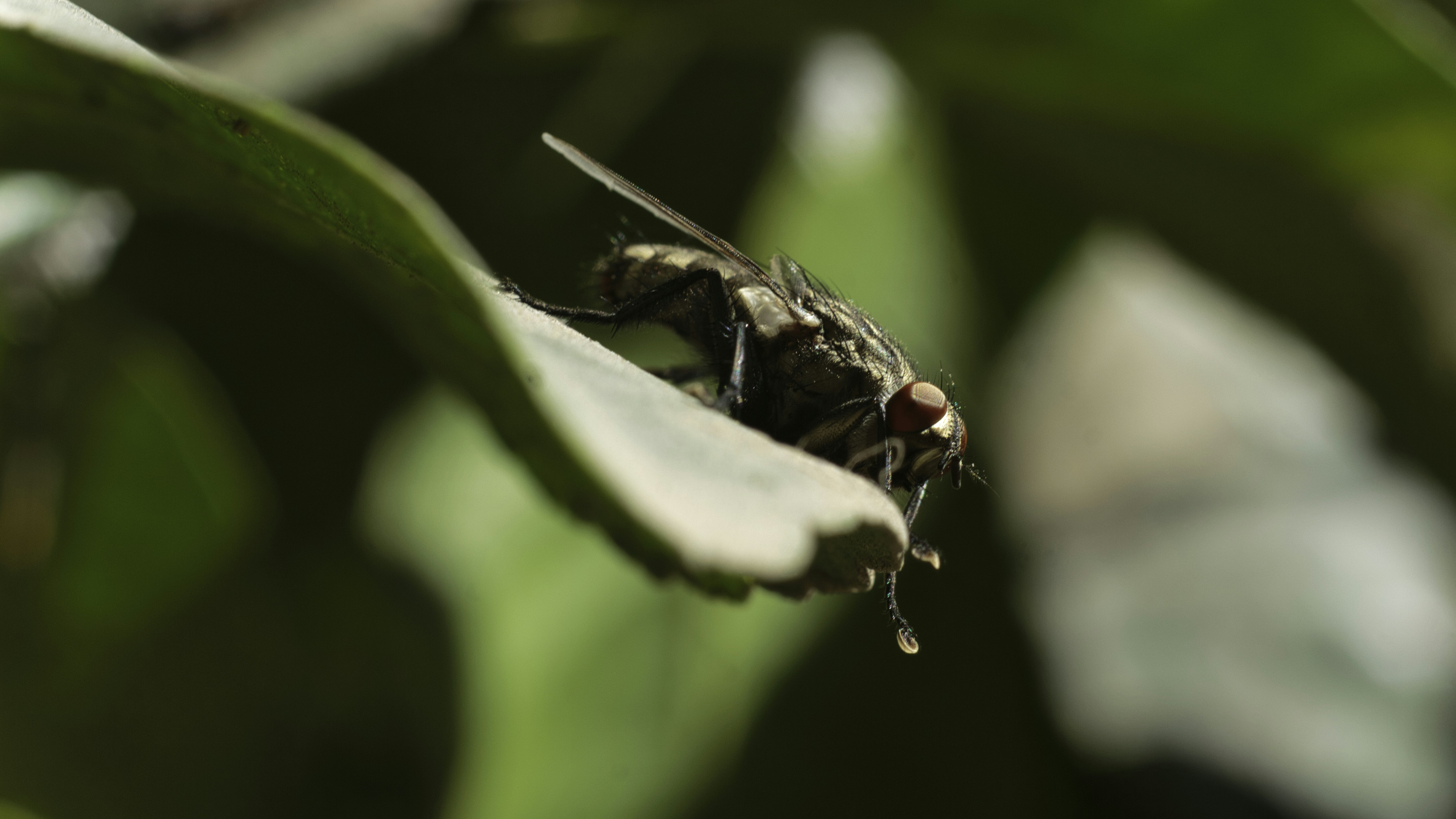 a fly sitting on top of a green leaf