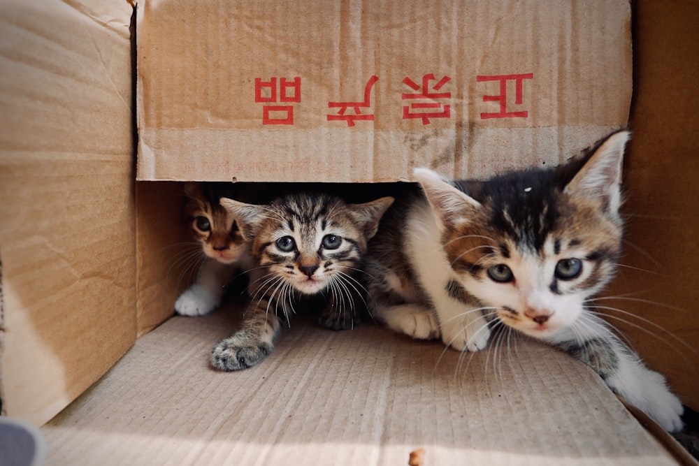 a couple of kittens sitting inside of a cardboard box
