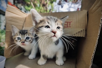 a couple of kittens sitting inside of a cardboard box