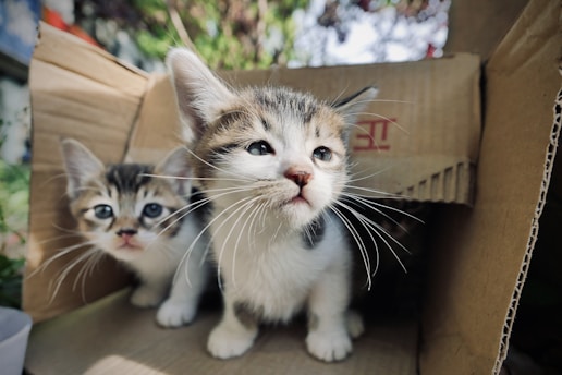 a couple of kittens sitting inside of a cardboard box