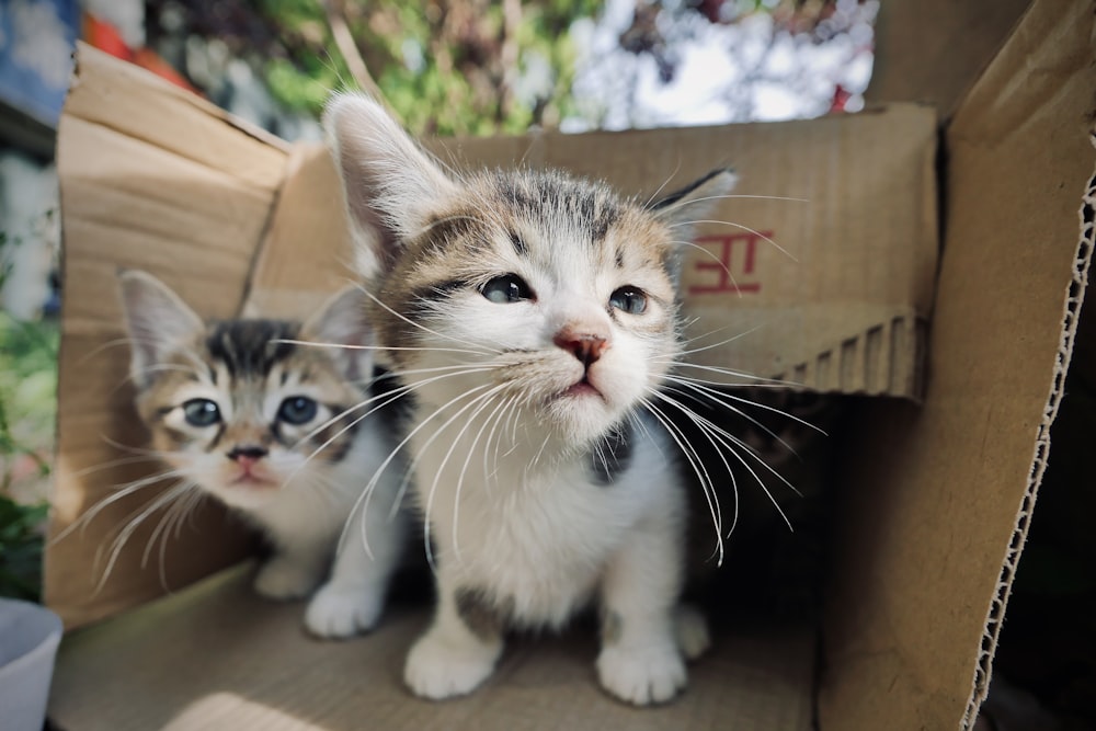a couple of kittens sitting inside of a cardboard box