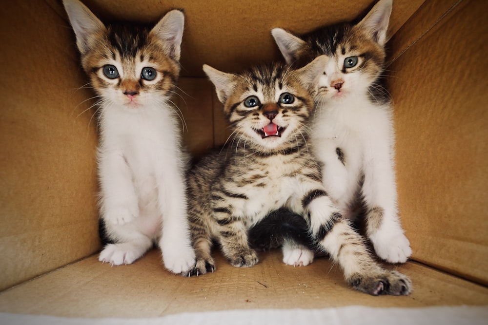three kittens are sitting in a cardboard box