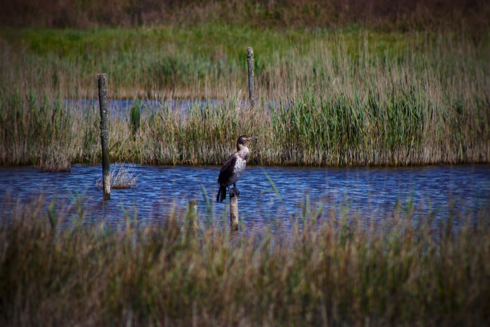 a bird is standing in the middle of the water