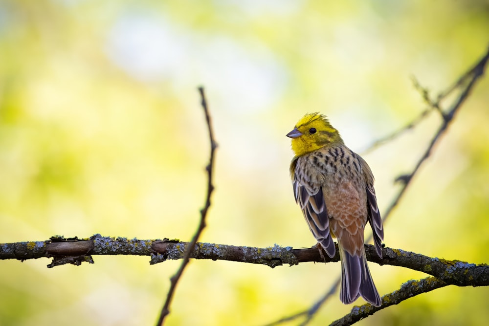 a small yellow bird perched on a tree branch