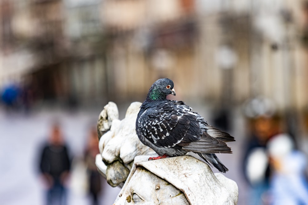 a pigeon sitting on top of a white fire hydrant