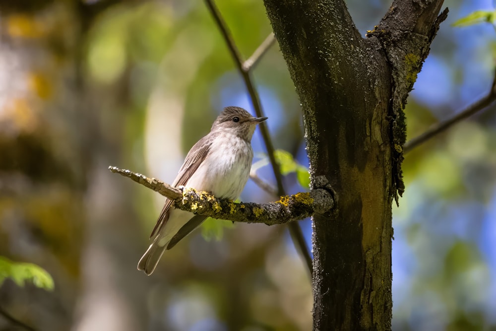 a small bird perched on a tree branch